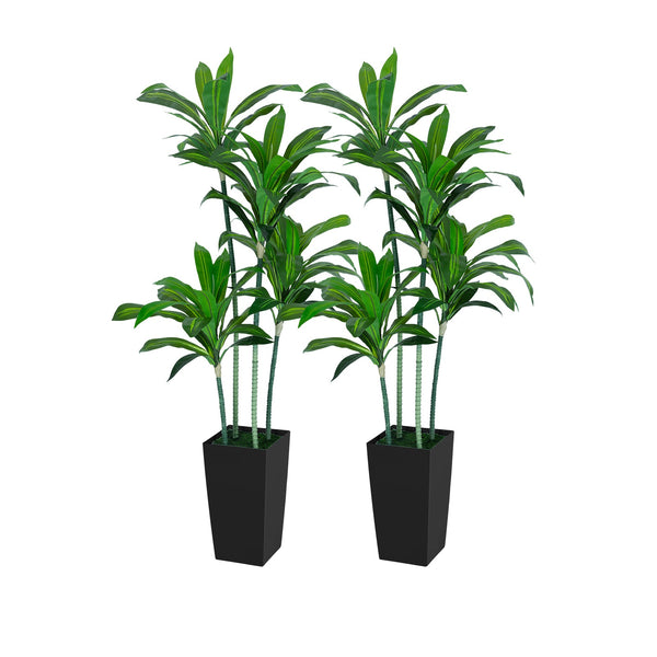 5FT Silk Tropical Dracaena Tree - Black Planter (2-PACK)